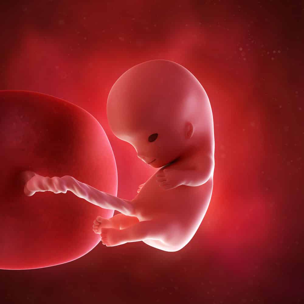 pregnancy fetus week 10 photo