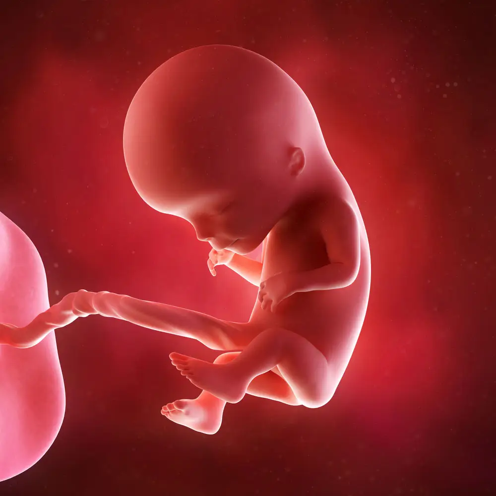 pregnancy fetus week 12 photo