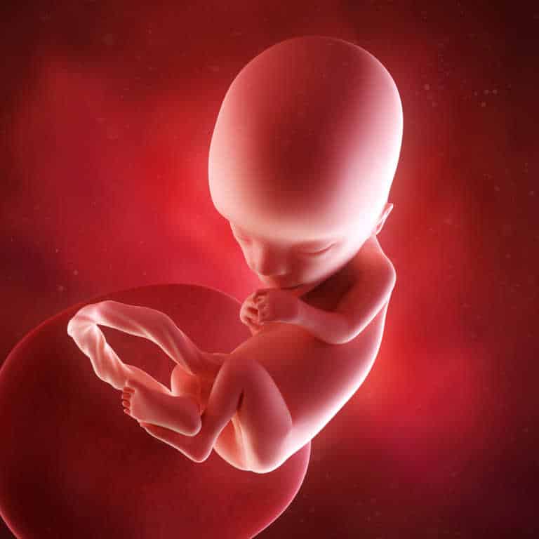 Pregnancy Weeks 13-18: Symptoms & Fetus Growth Stages