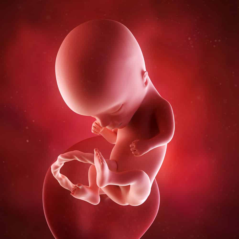 pregnancy fetus week 14 photo