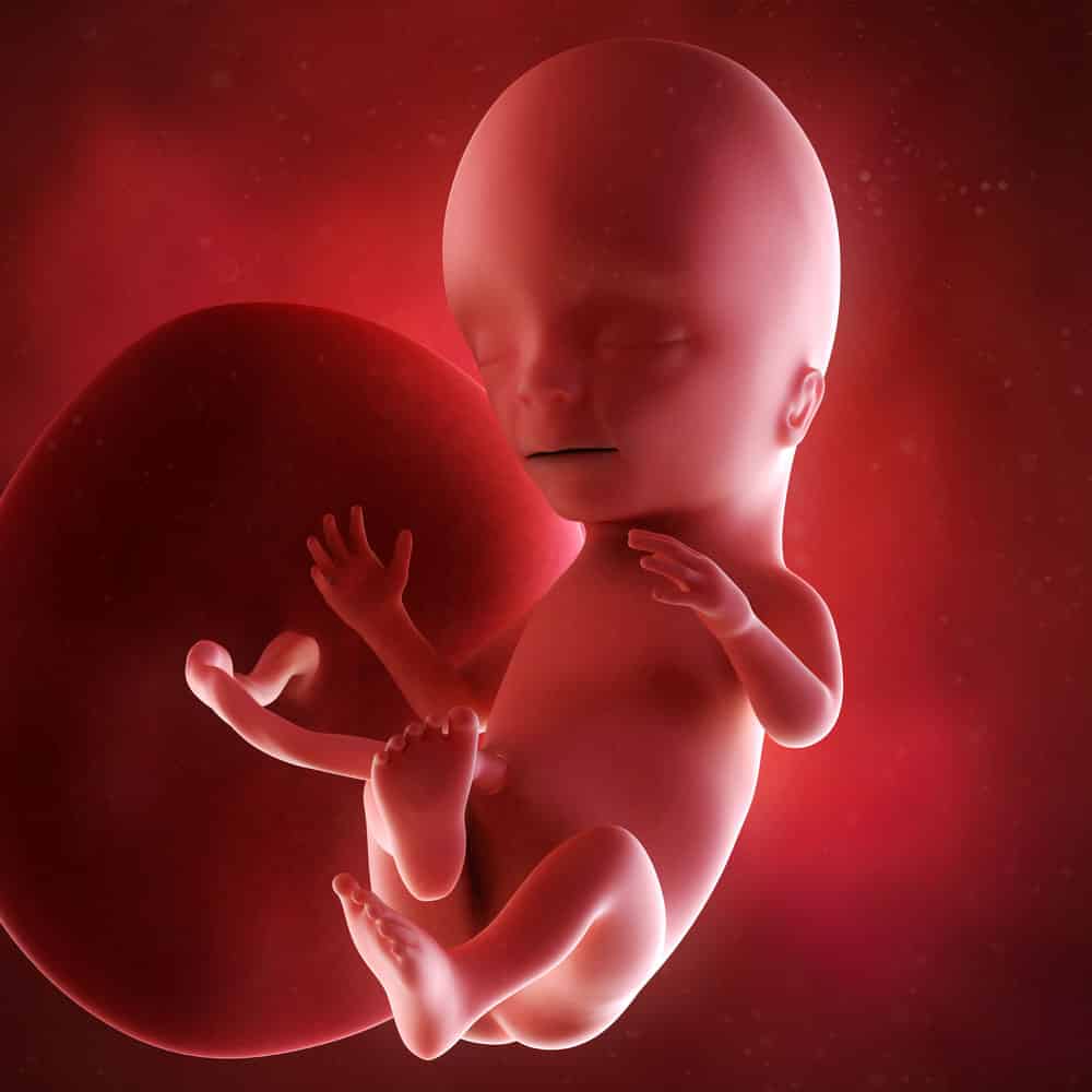 pregnancy fetus week 15 photo