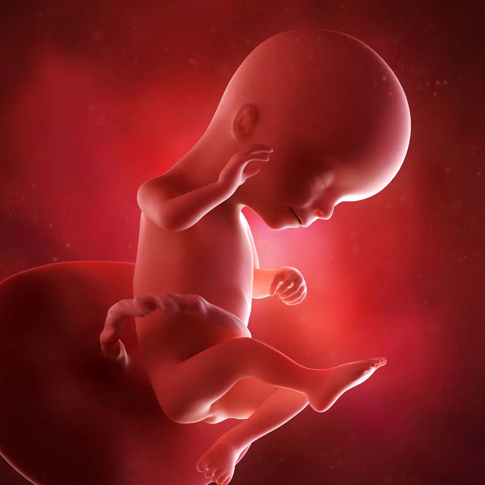 pregnancy fetus week 16 photo