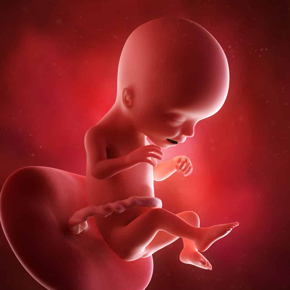 pregnancy fetus week 17 photo