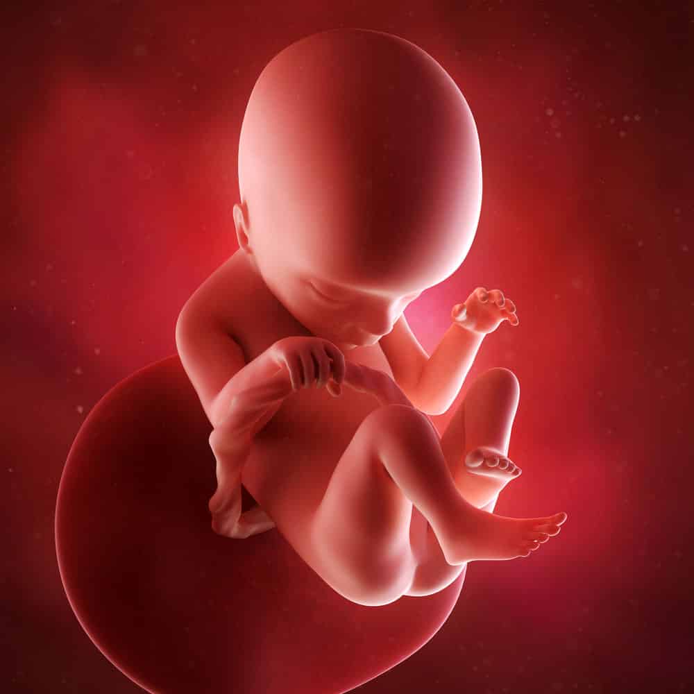 18-week old fetus