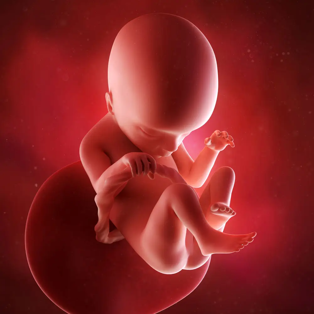 pregnancy fetus week 18 photo