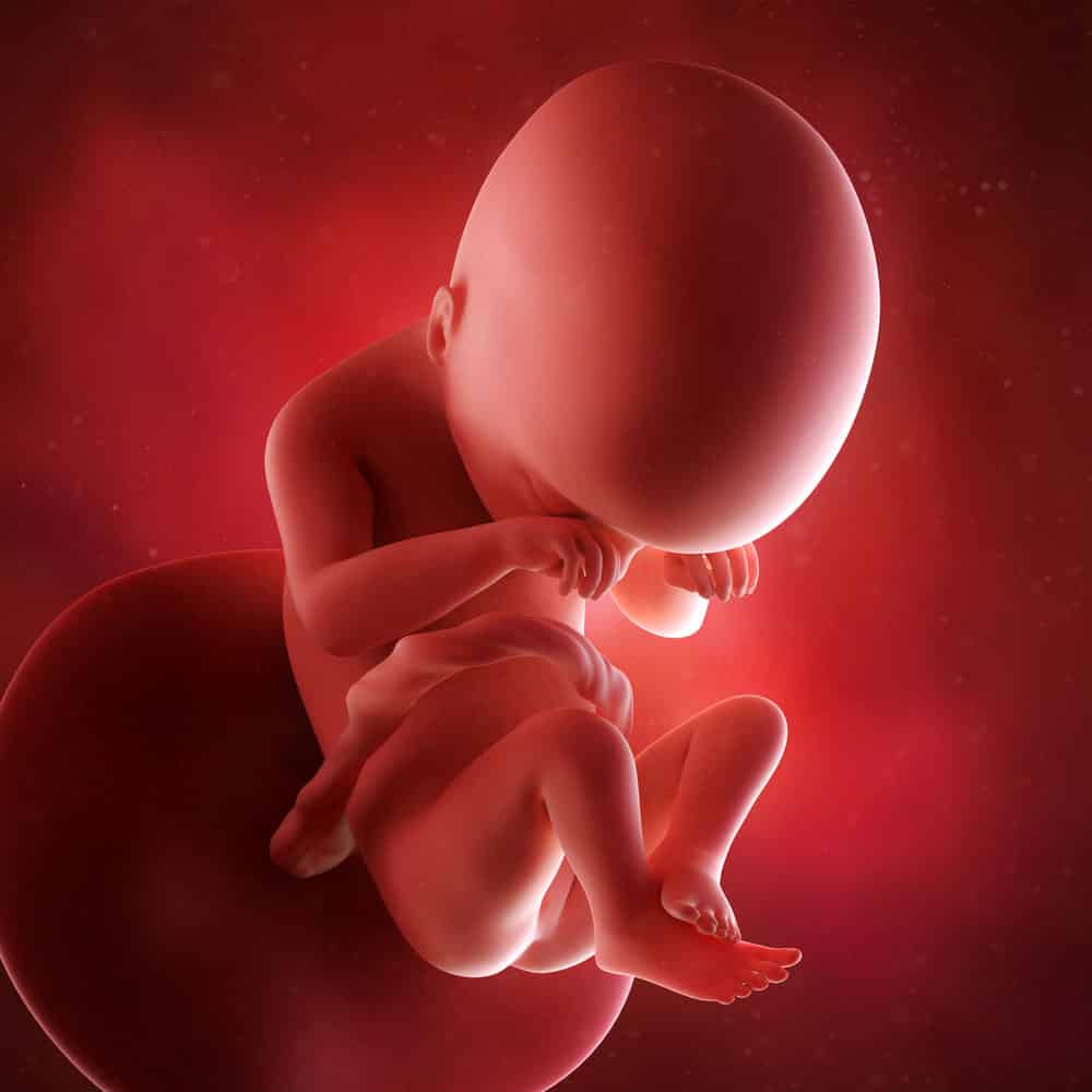 pregnancy fetus week 19 photo