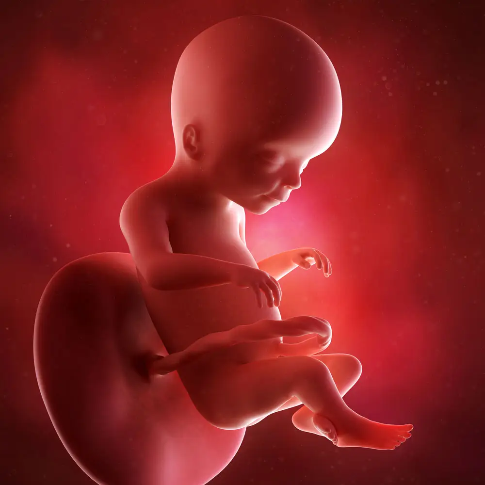 pregnancy fetus week 20 photo