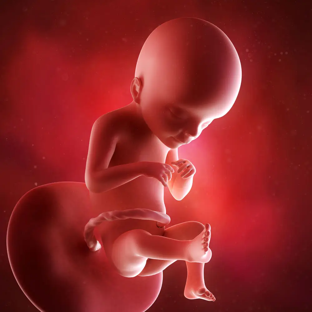 pregnancy fetus week 21 photo