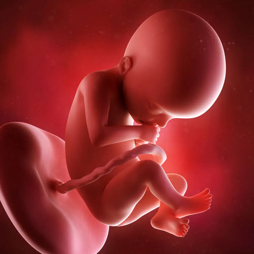 pregnancy fetus week 22 photo