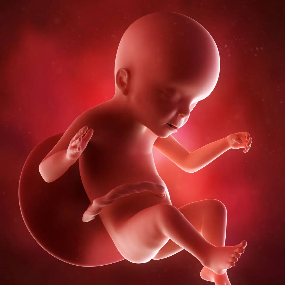 pregnancy fetus week 23 photo