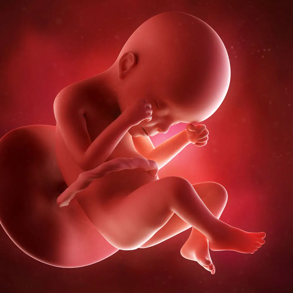 pregnancy fetus week 24 photo