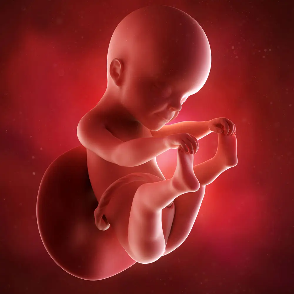 pregnancy fetus week 25 photo