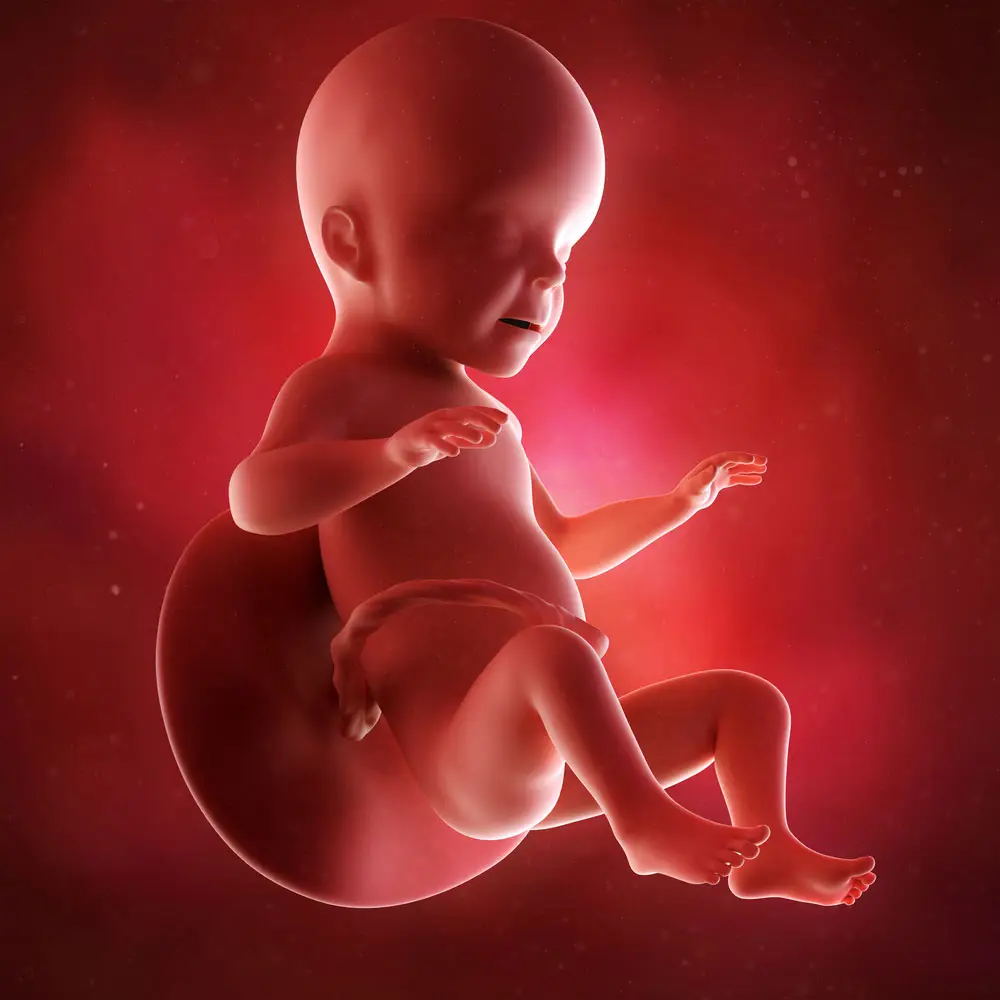 pregnancy fetus week 26 photo