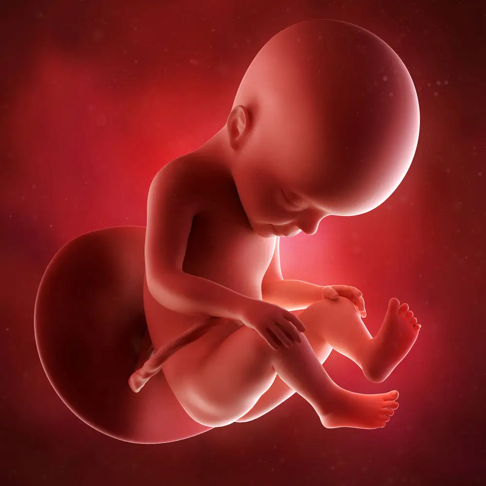 pregnancy fetus week 27 photo