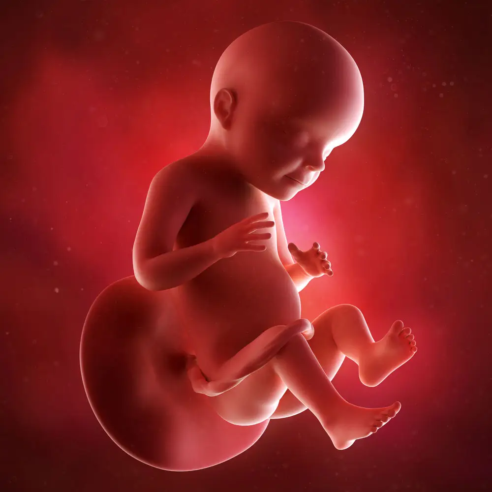 pregnancy fetus week 28 photo