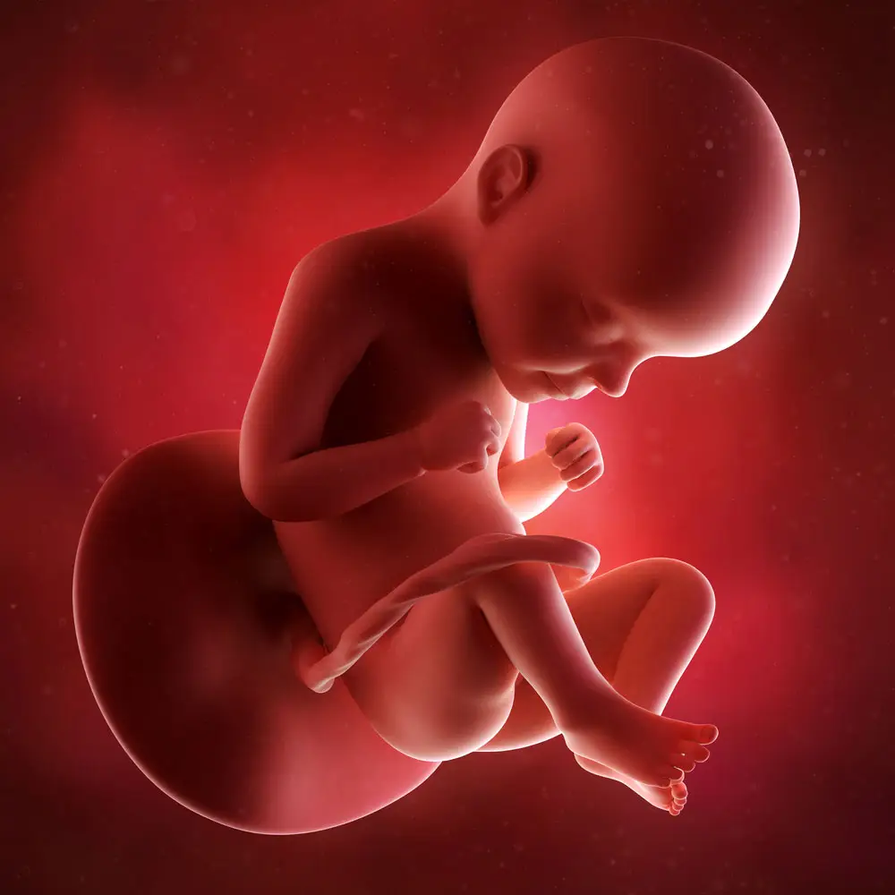 pregnancy fetus week 29 photo