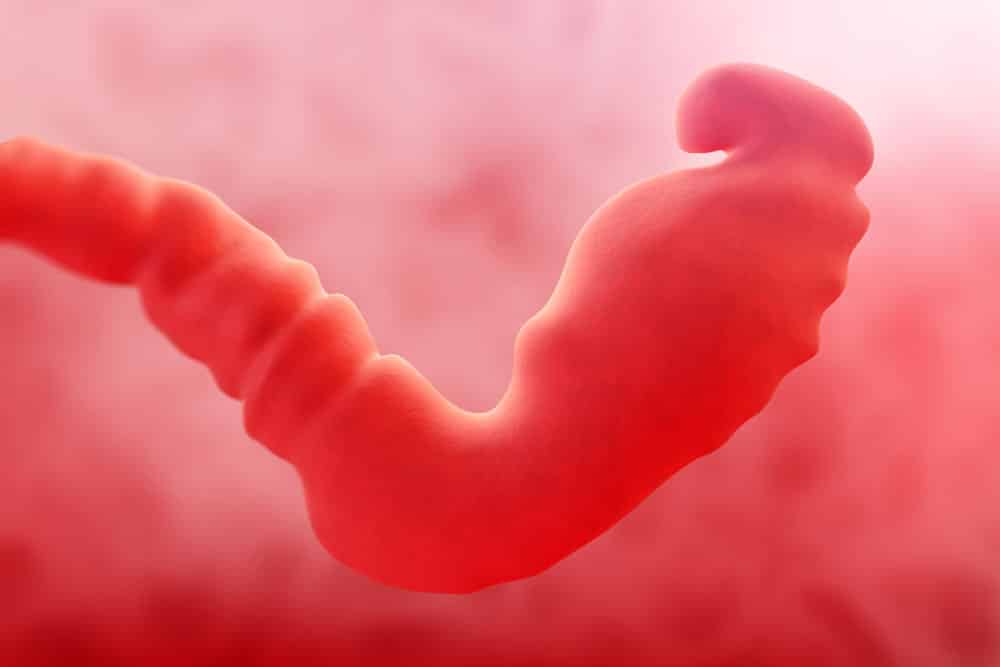 pregnancy fetus blastocyst week 3 photo