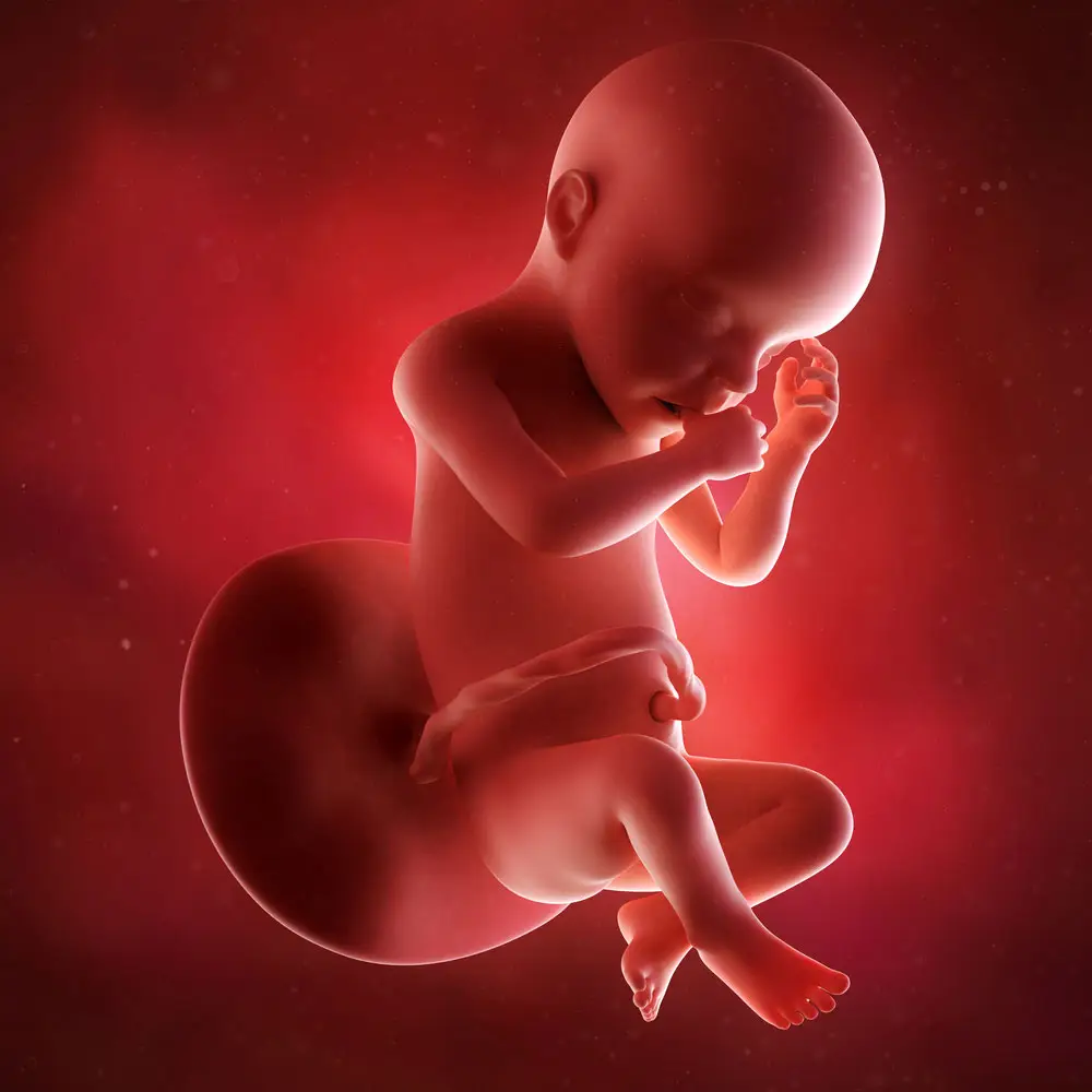 pregnancy fetus week 30 photo