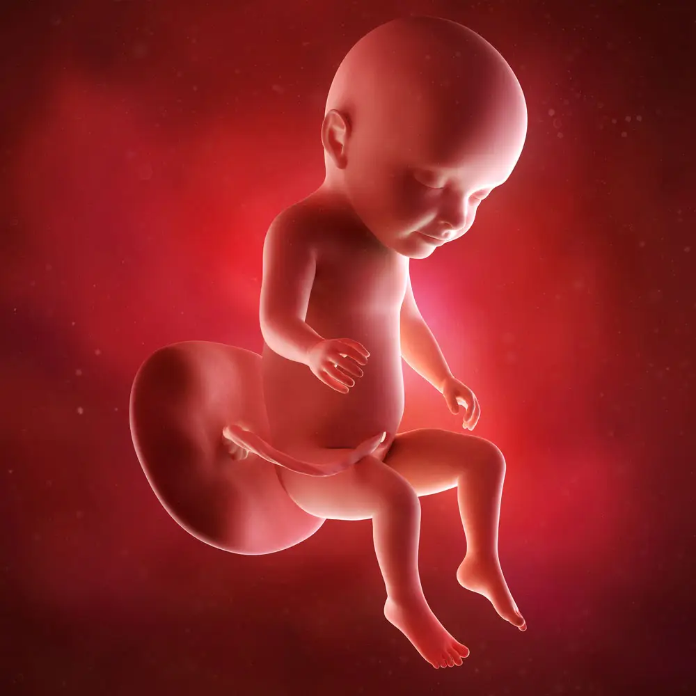 pregnancy fetus week 31 photo