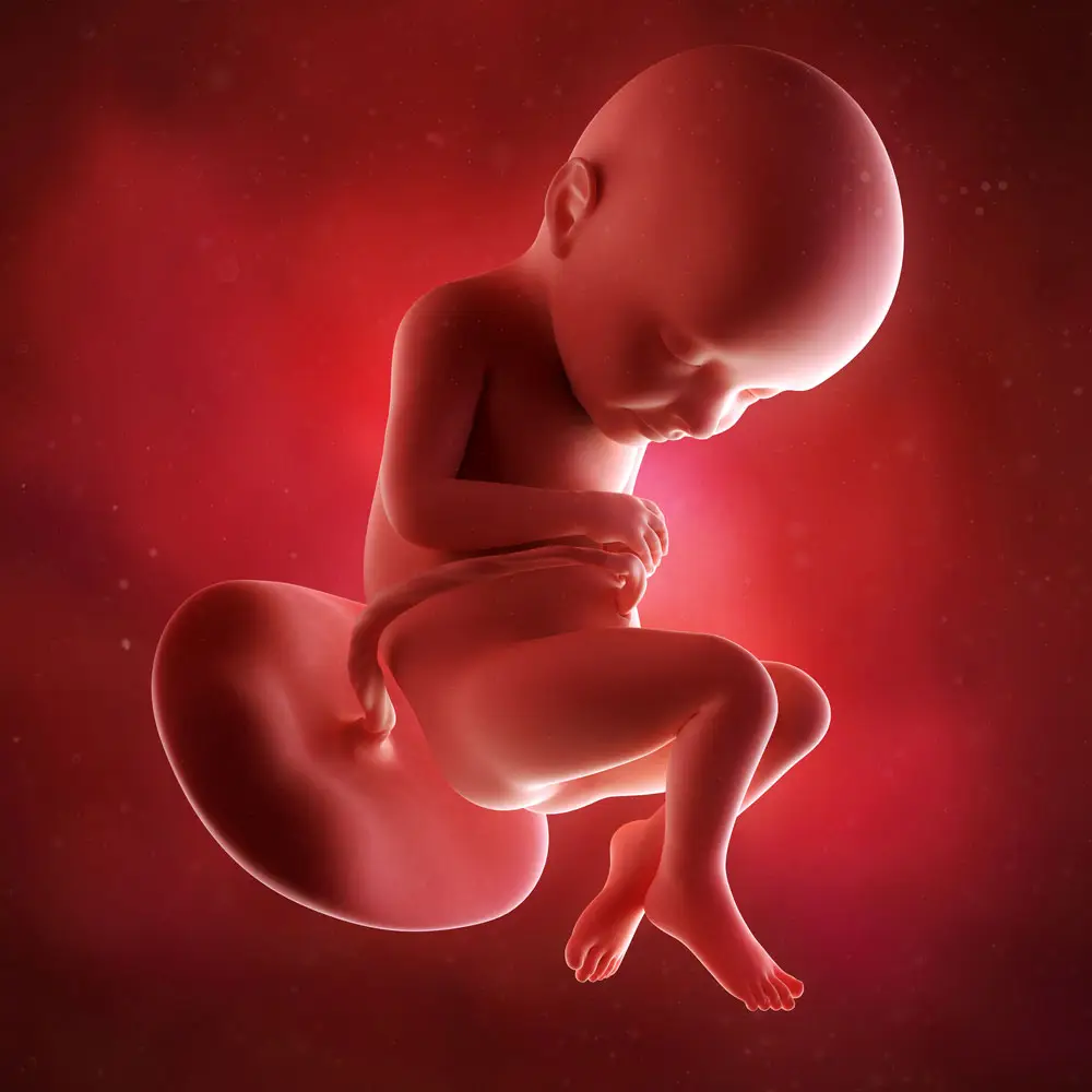 pregnancy fetus week 32 photo