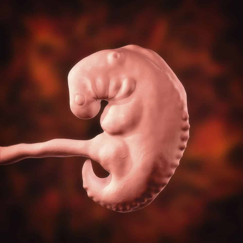 pregnancy fetus blastocyst week 4 photo