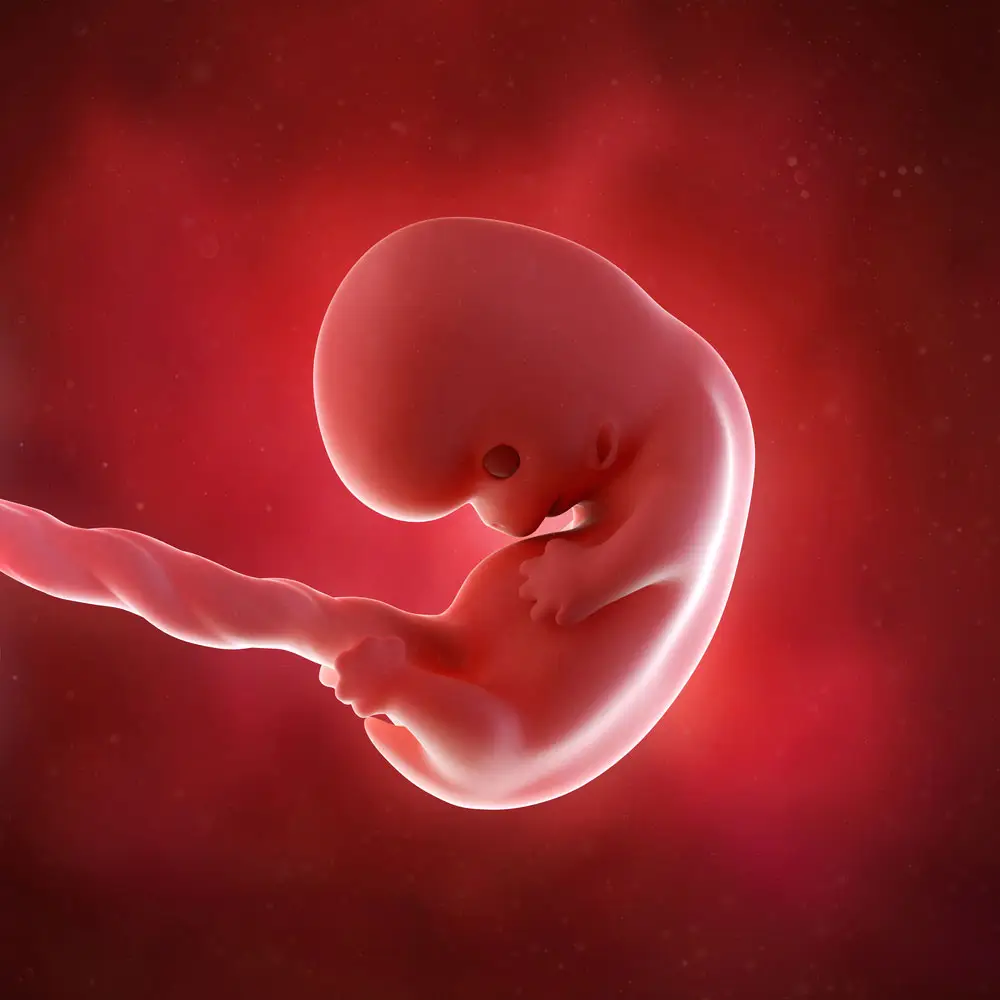 pregnancy fetus week 8 photo