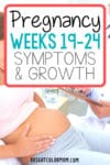 pregnancy weeks 19-24