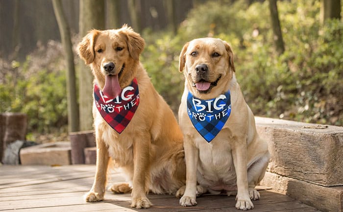 two dogs wearing big brother scarves