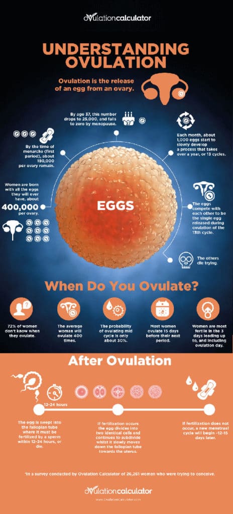 all about ovulation infographic