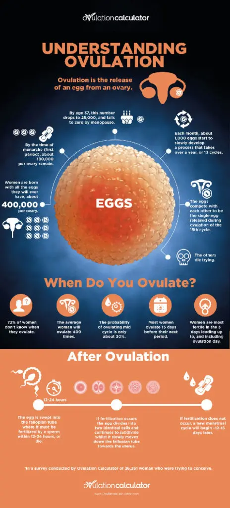 all about ovulation infographic