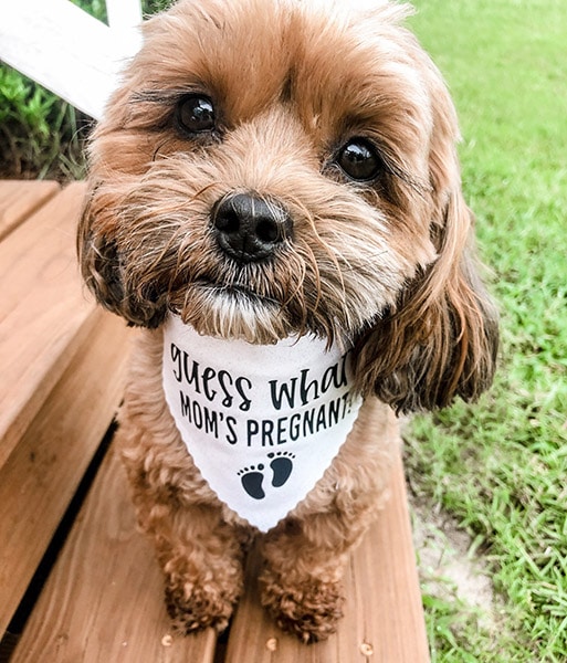 dog wearing a bandana that says "guess what? mom's pregnant!"