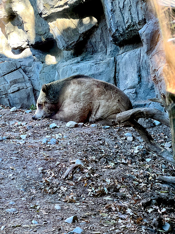 a resting grizzly bear at Central Park Zoo