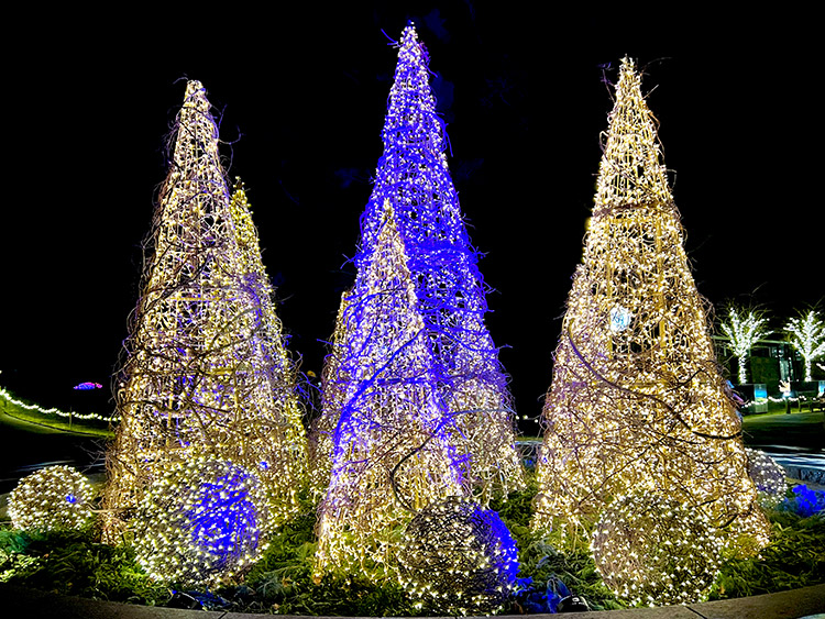 a collection of Christmas trees together at the New York Botanical Gardens GLOW show