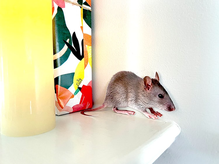 closeup of a realistic printed rat on a mantle
