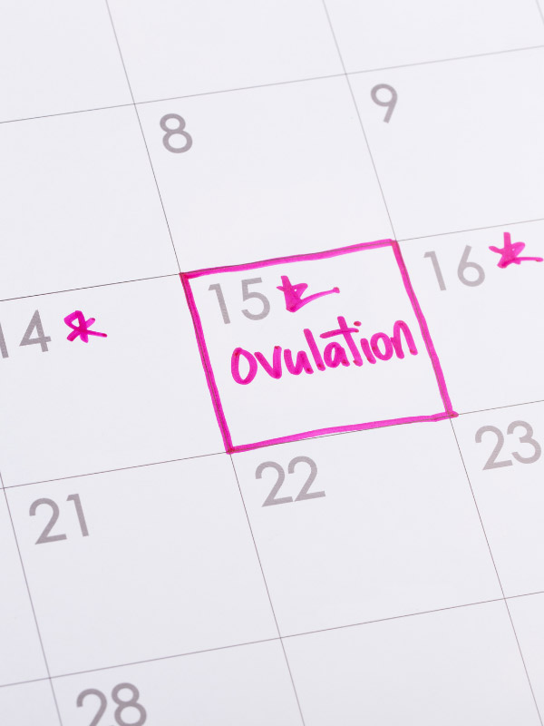 closeup of a calendar page with "ovulation" written on a day with a pink box drawn around it
