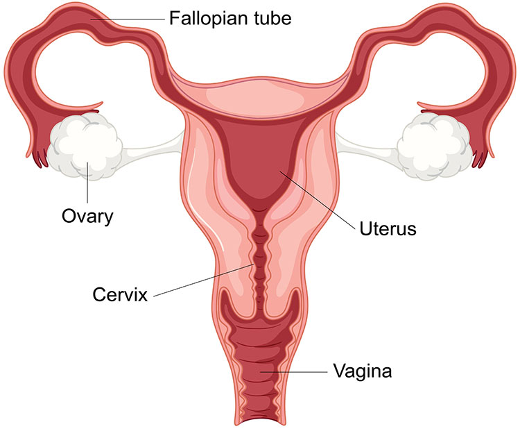 a diagram of female reproductive organs