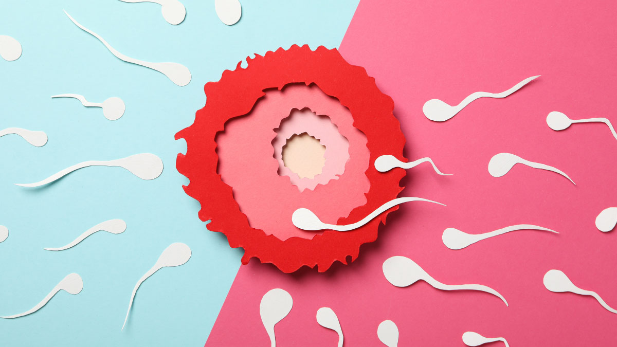 a brightly colored cardstock representation of human sperm swimming toward an ovum