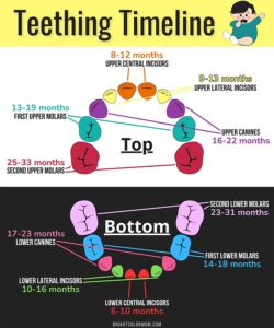 When Do Babies Start Teething? Signs, Symptoms, and Relief