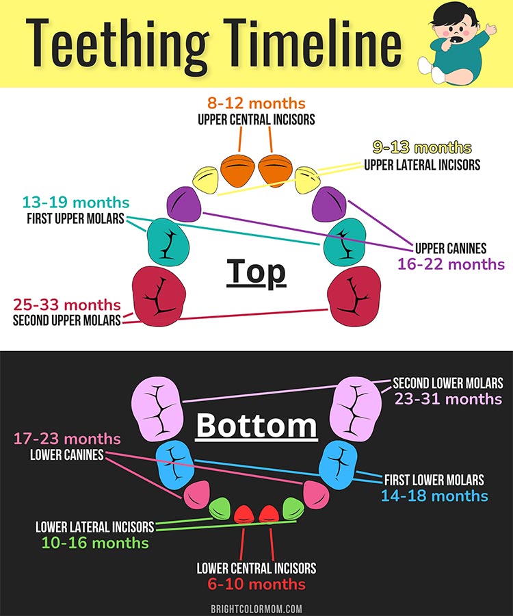 a diagram naming each baby tooth and giving a time frame for when they should each come in