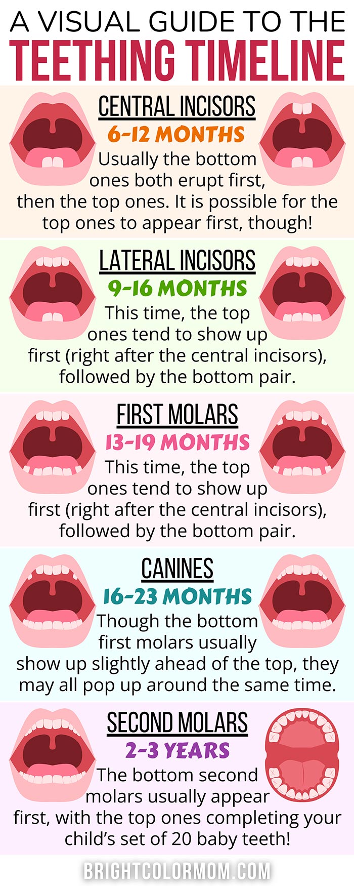 an infographic showing a teething timeline for babies