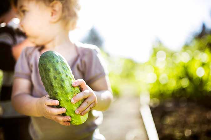 toddler holding a cucumber