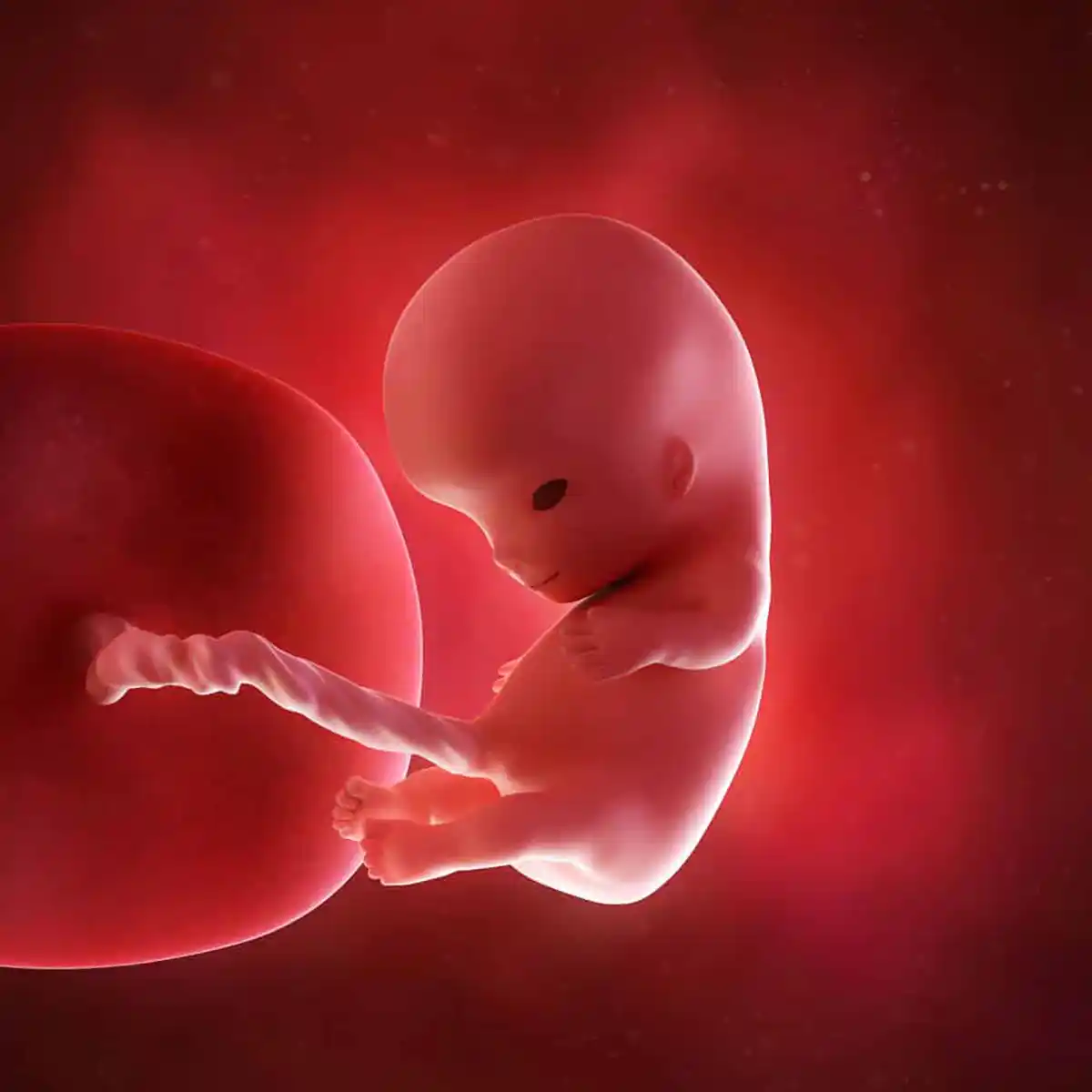 10 weeks pregnant fetus illustration showing a developing baby with a prominent head, tiny fingers, bent legs, and umbilical cord.
