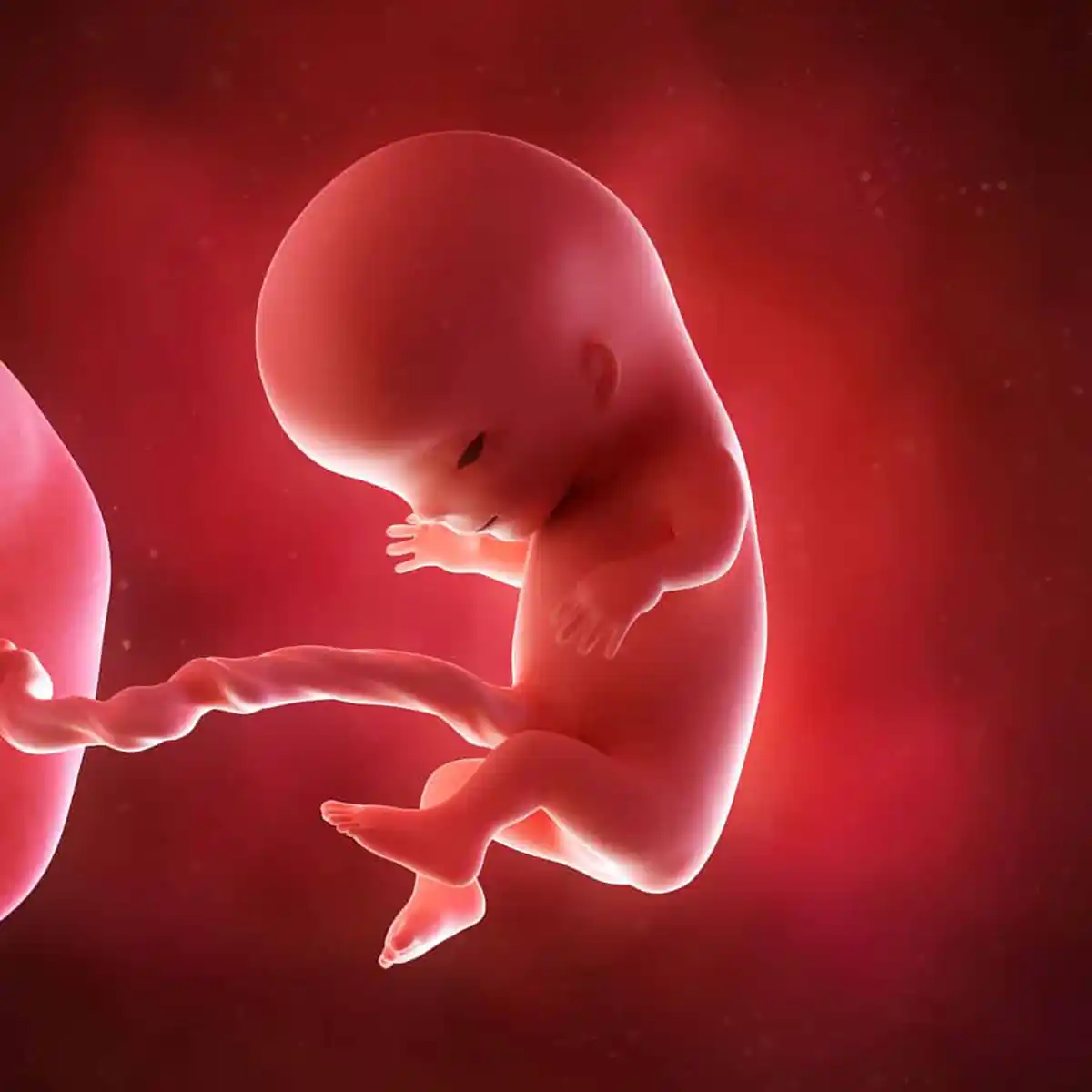 11 weeks pregnant fetus illustration showing a growing baby with developing facial features, small hands, feet, and umbilical cord.