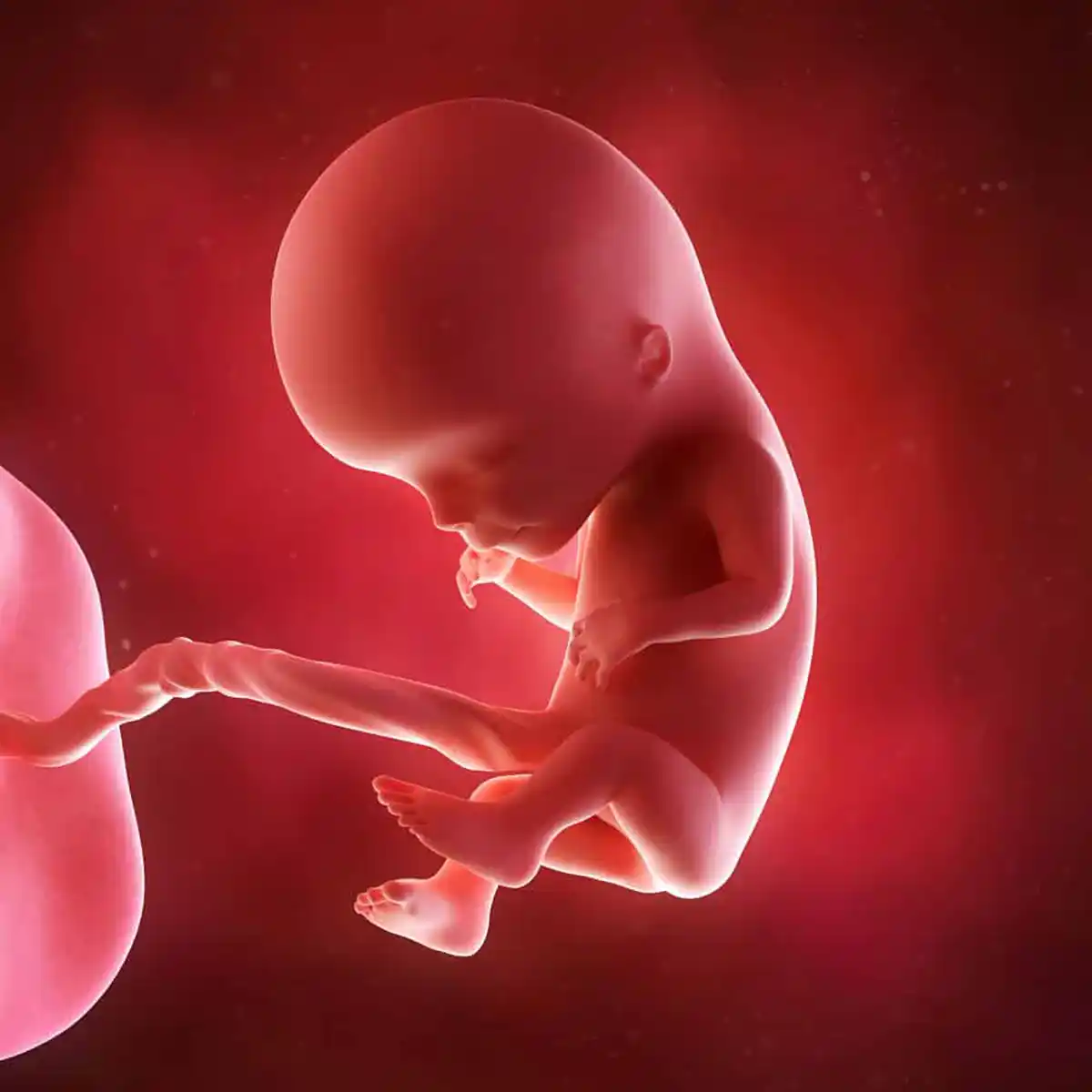 12 weeks pregnant fetus illustration showing a developing baby with recognizable facial features, arms, legs, fingers, and toes.