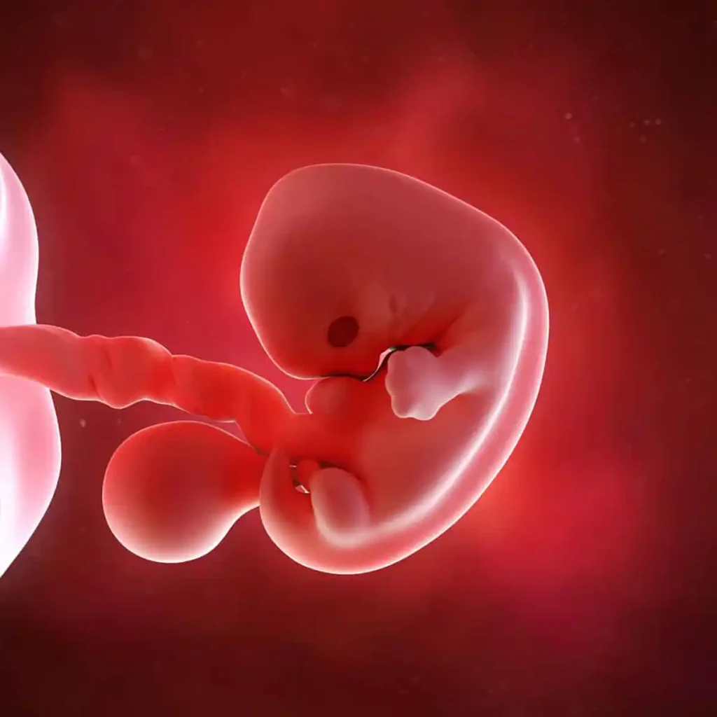 7 weeks pregnant embryo illustration showing a developing baby with a large head, tiny arm and leg buds, and an attached yolk sac.