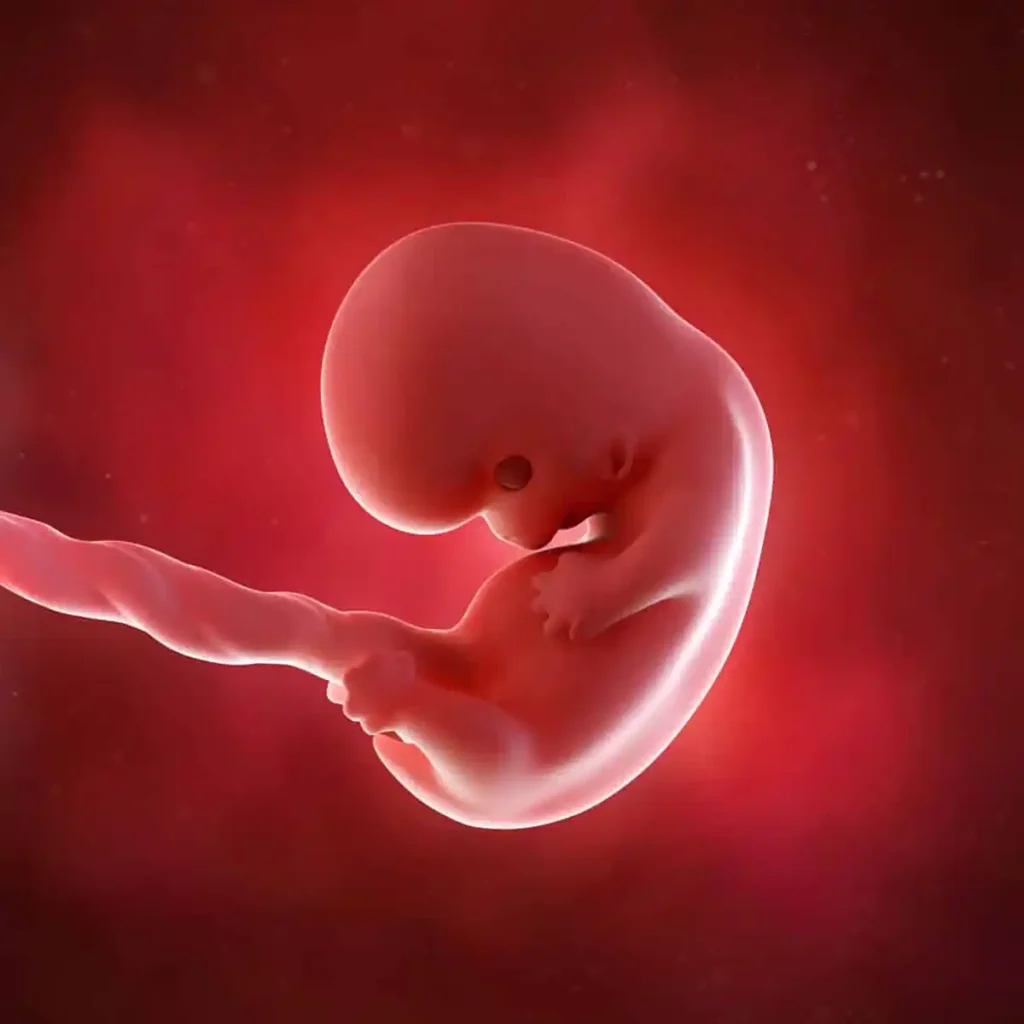 8 weeks pregnant embryo illustration showing a growing baby with a rounded head, developing limbs, and umbilical cord.