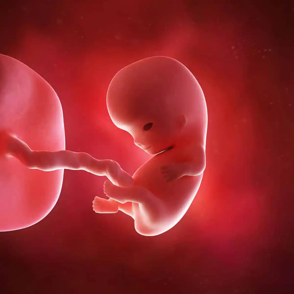 9 weeks pregnant baby development illustration showing a tiny fetus with developing arms, legs, facial features, and umbilical cord.