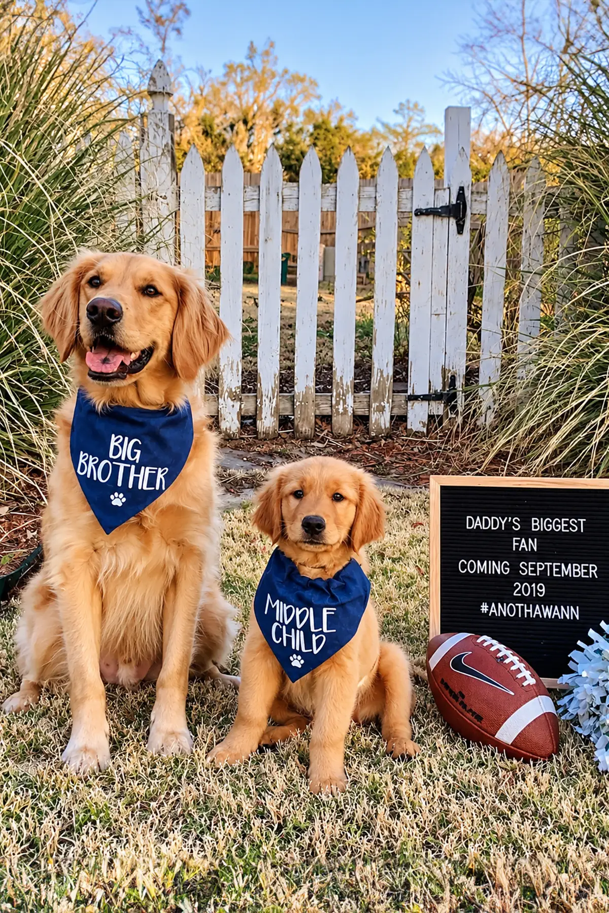 Two golden retrievers wearing Big Brother and Middle Child bandanas beside a football-themed pregnancy announcement sign.